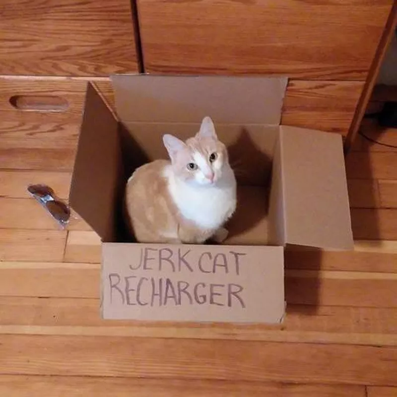 jerk cat