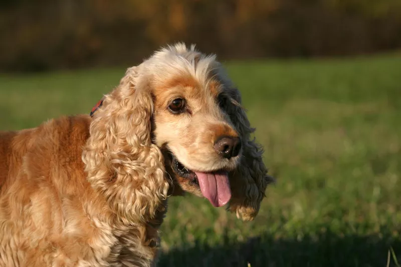 Cocker spaniel