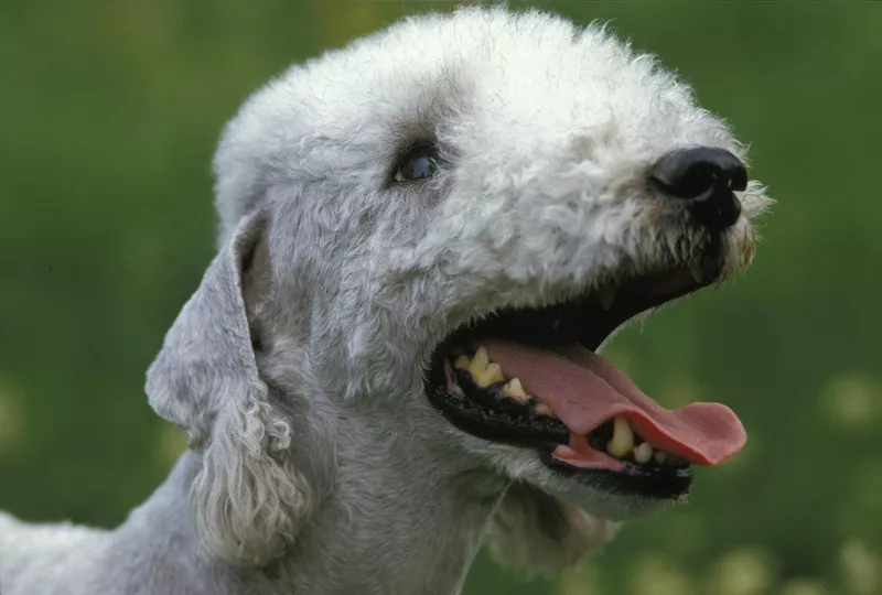 Bedlington Terrier