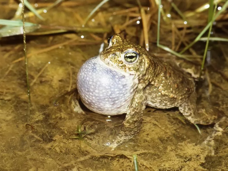 Natterjack (Bufo calamita) Male calling