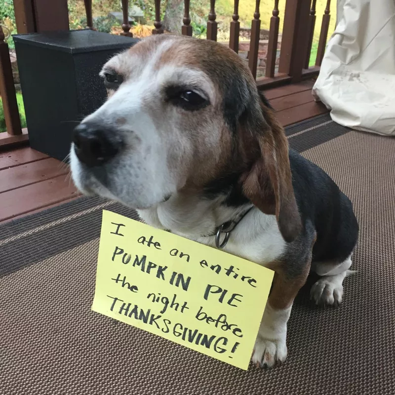 Basset hound ate an entire pumpkin pie