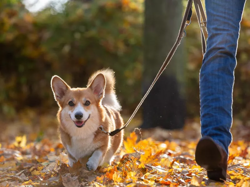 Dog walk through a park with colourful autumn leaves