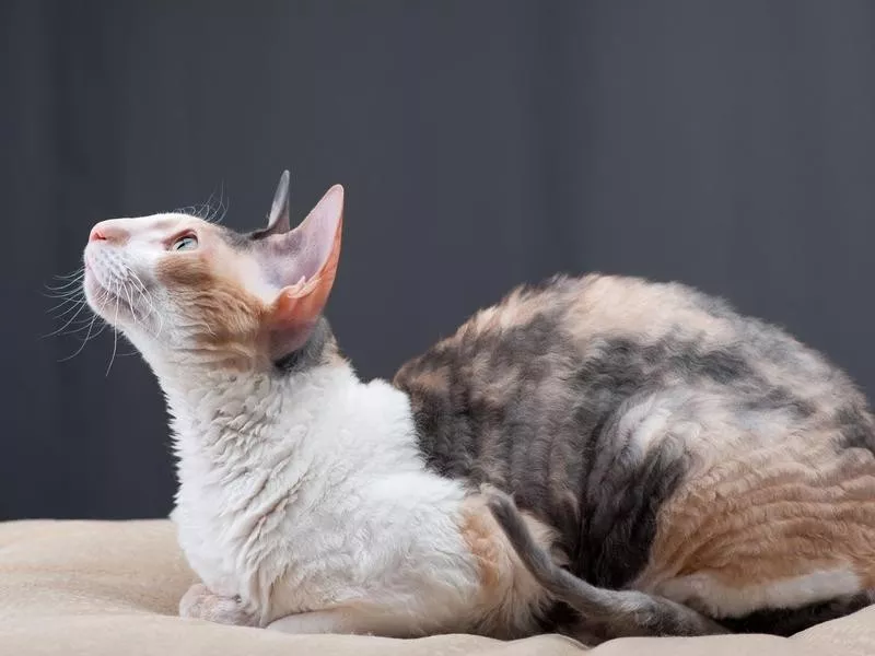 Cornish Rex cat