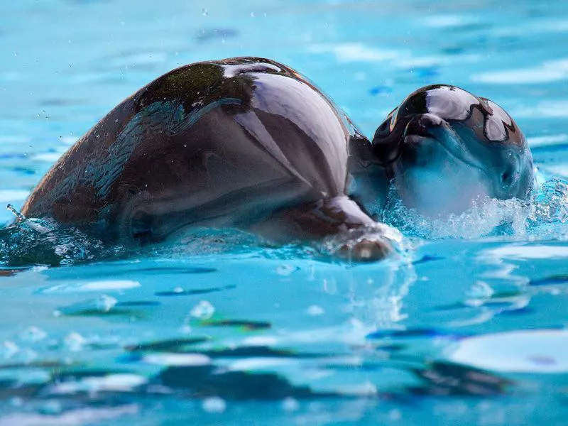 Loro Parque