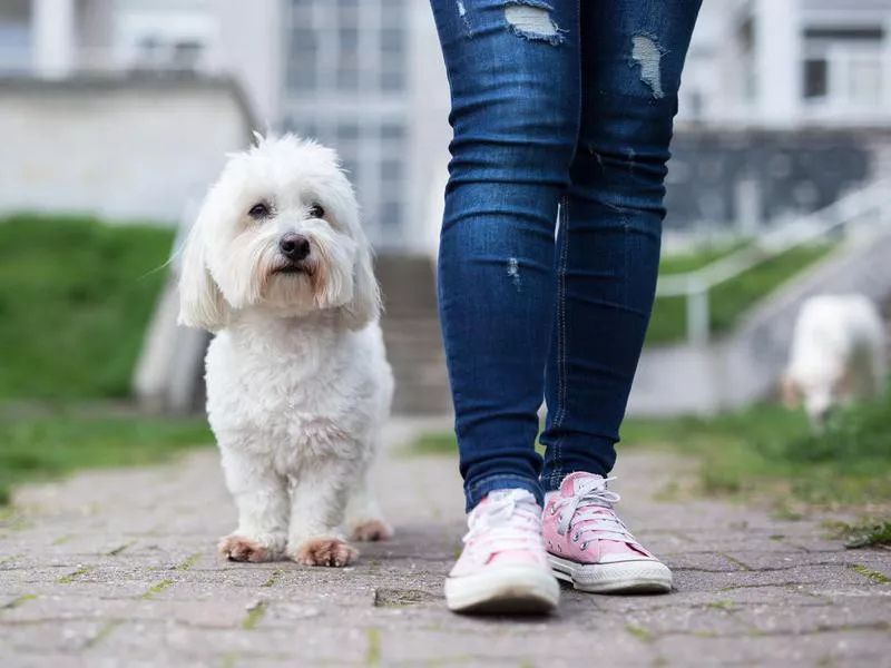 Coton de Tulear