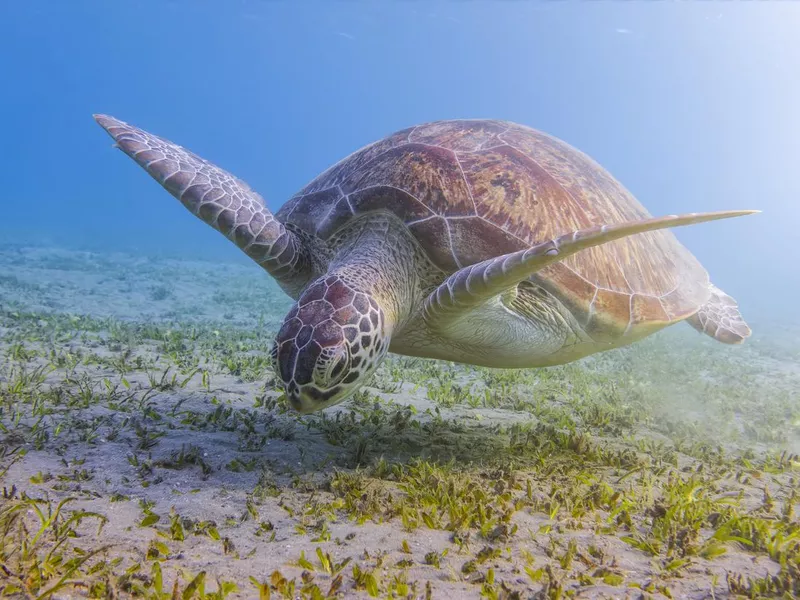 Green sea turtle grazing