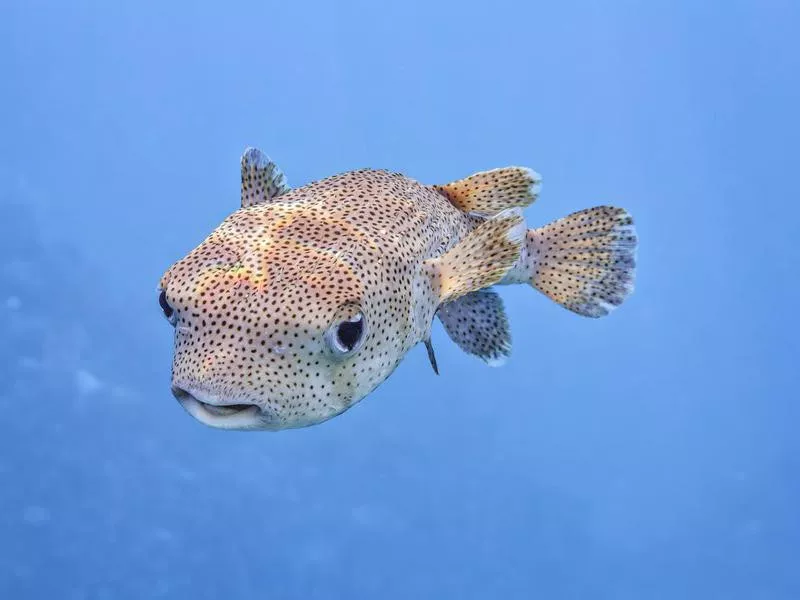 Spot-fin porcupinefish