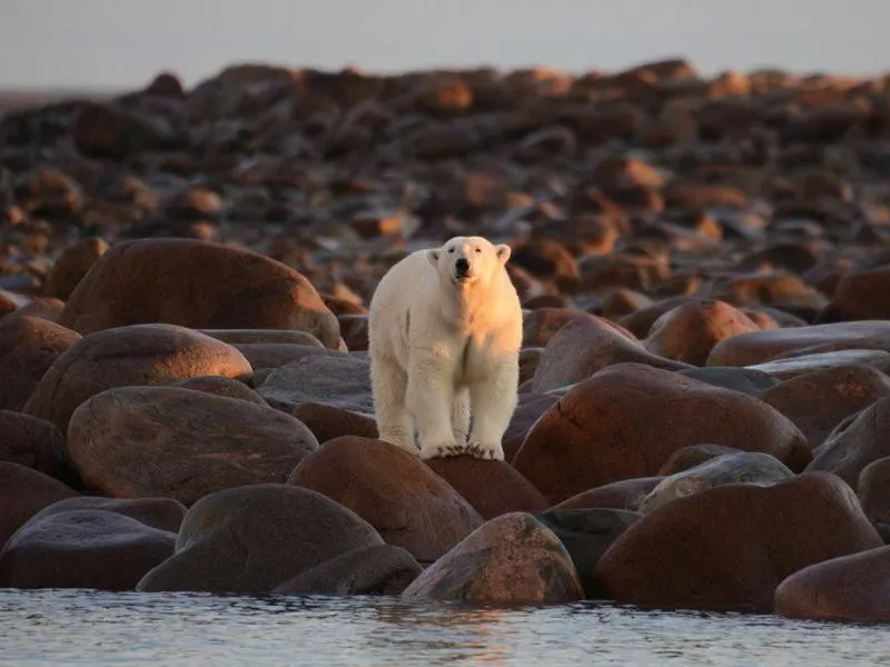 polar bear in summer evening with golden light