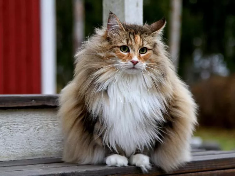 Norwegian Forest Cat