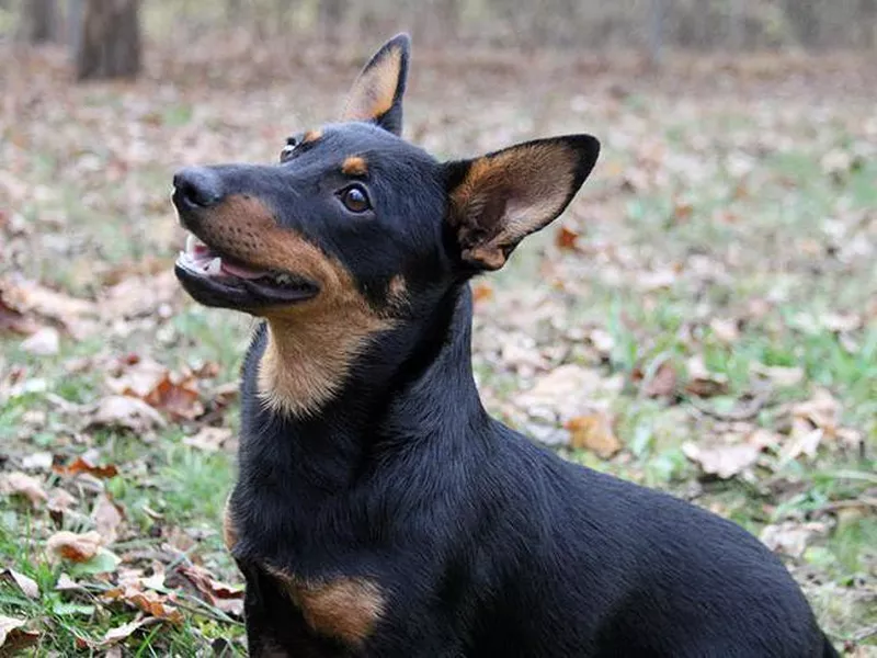 Lancashire Heeler