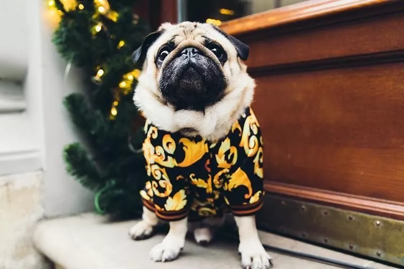 pug in jacket