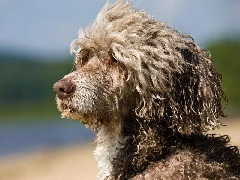 Portuguese Water Dog