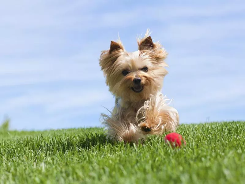 yorkshire terrier