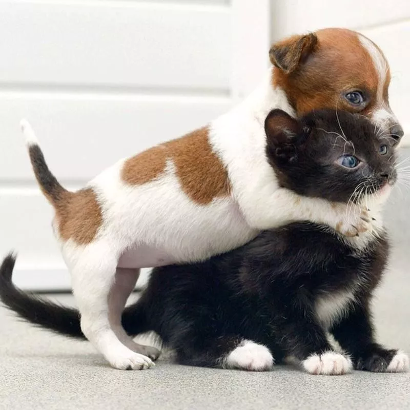 Puppy hugging kitten