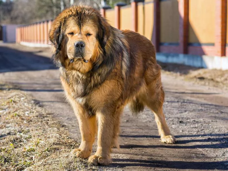 Tibetan Mastiffs