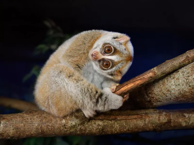 Slow Loris