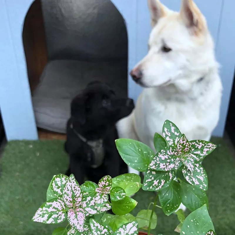 Polka Dot Plant (Hypoestes Phyllostachya)