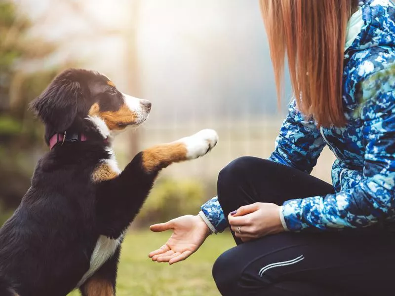 Training a dog