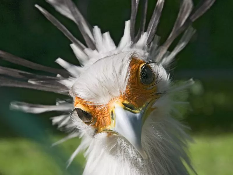 Secretary Bird