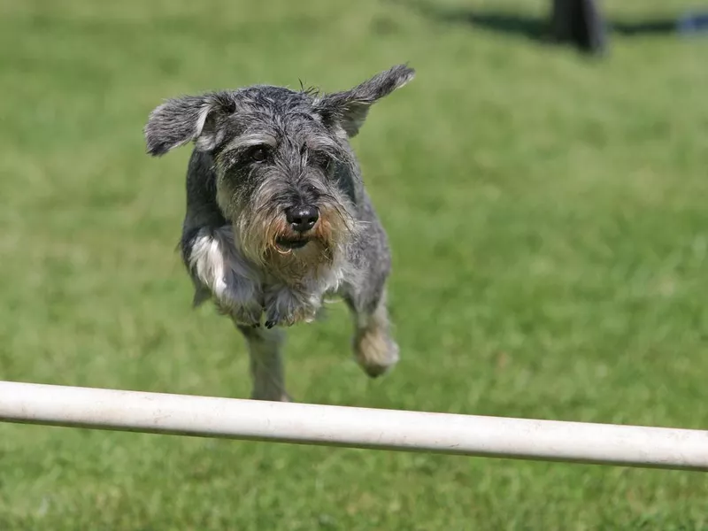 Miniature schnauzer