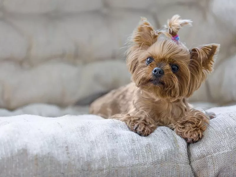 Yorkshire Terrier