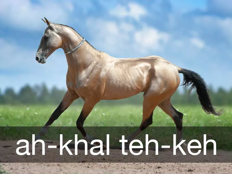 Akhal-Teke