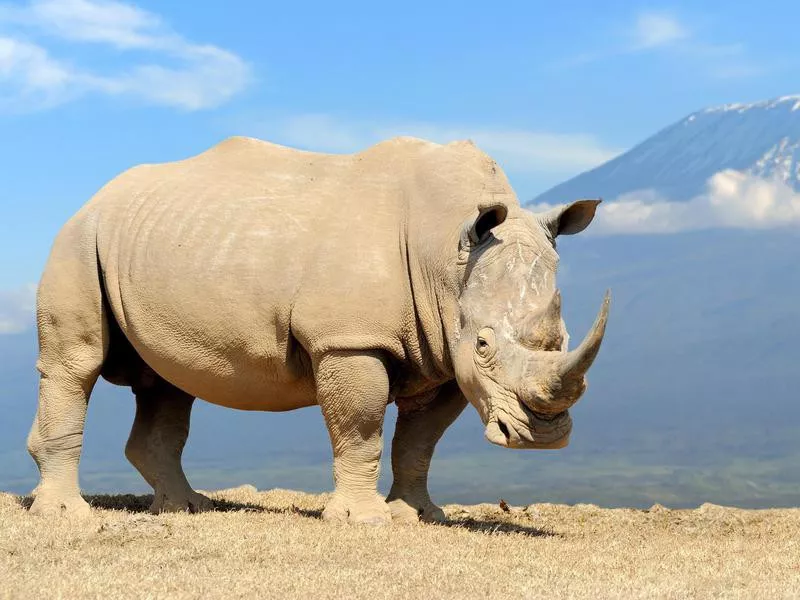 White Rhinoceros