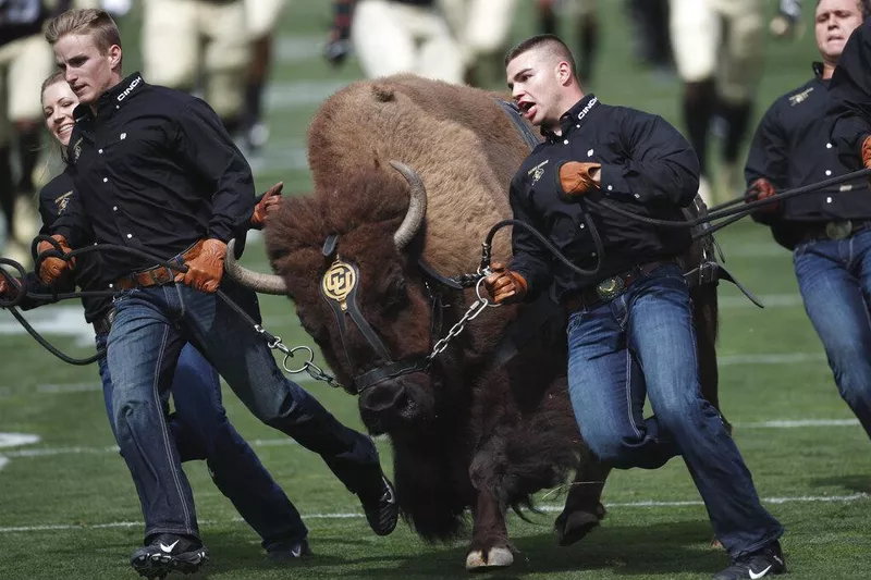 Ralphie the Buffalo