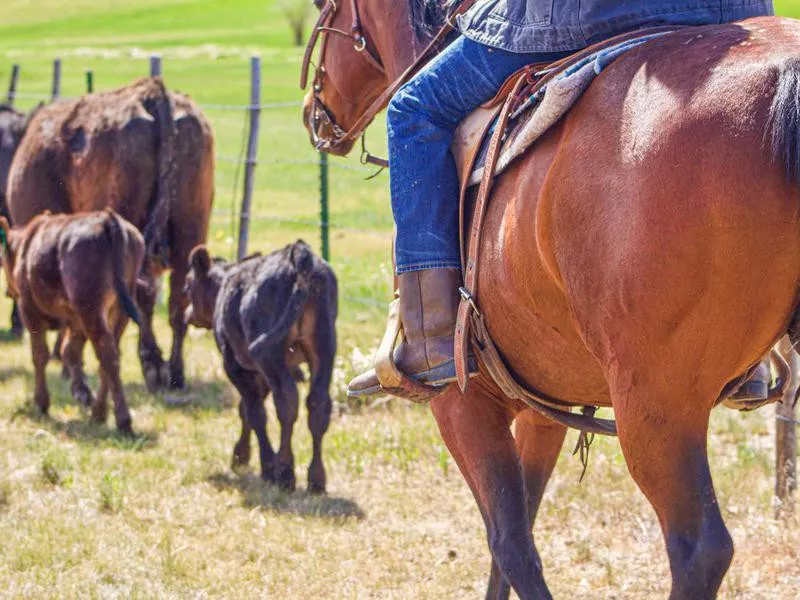 Cattle drive