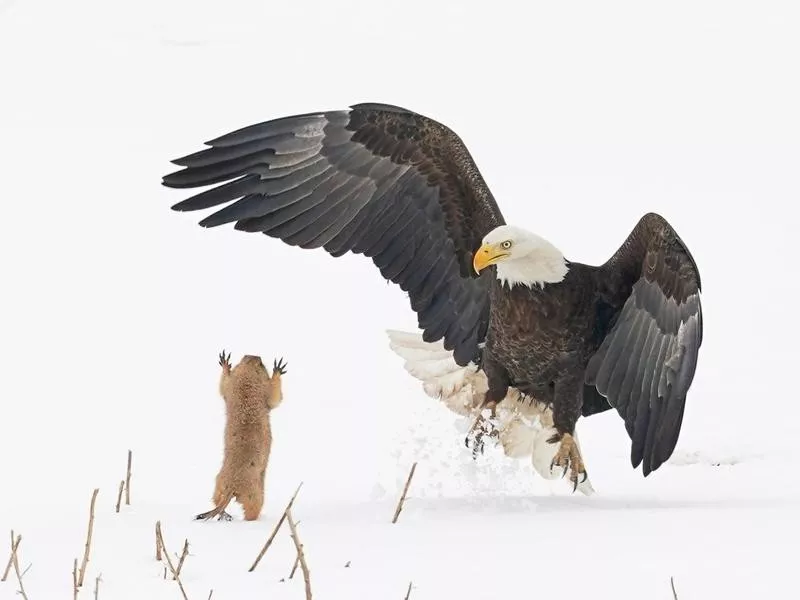 bald eagle prairie dog