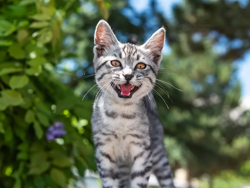 Little kitten meowing