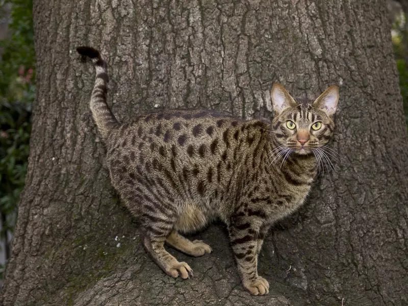 Ocicat