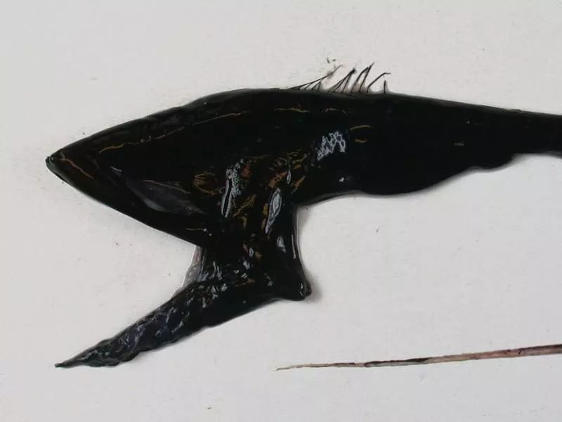 Gulper eel