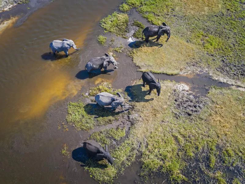 African Bush Elephants