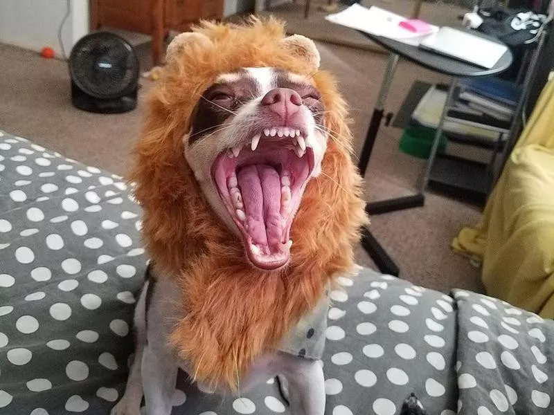 lion