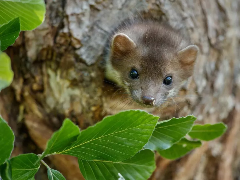 Pine Marten in tree