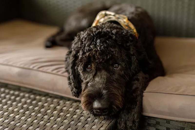 Labradoodle resting on couch