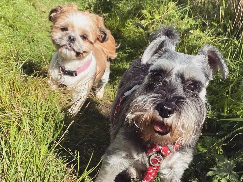 Cute Insta Puppies on a Hike