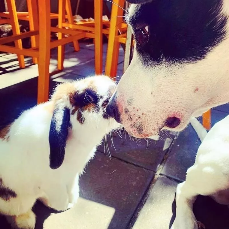 Dog and bunny playing