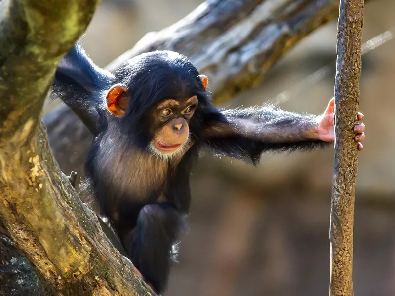 Baby Chimpanzee