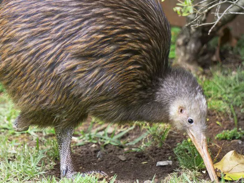 Kiwi