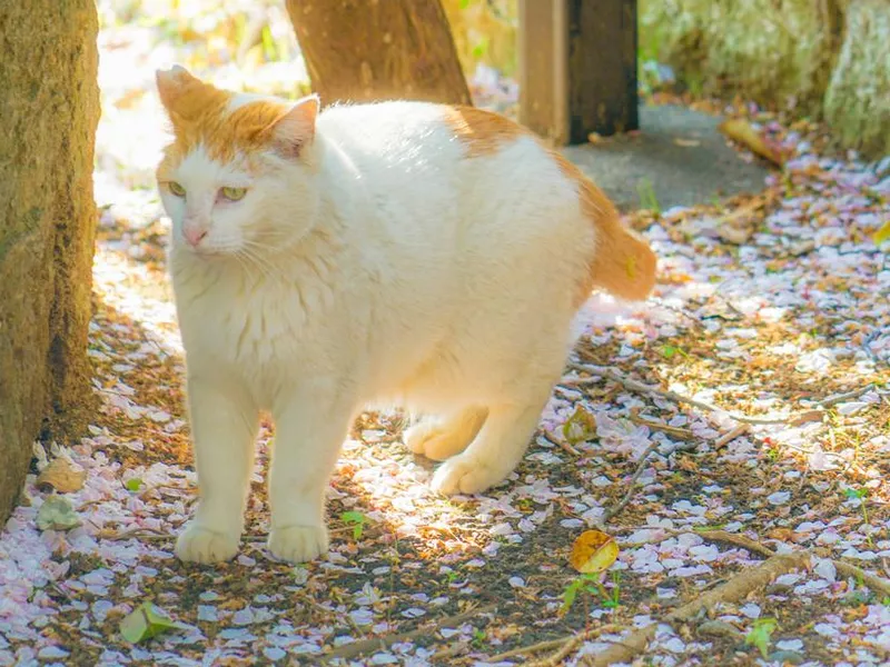 Japanese Bob tail