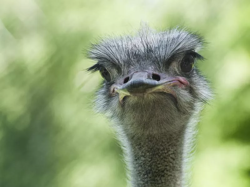 Ostrich