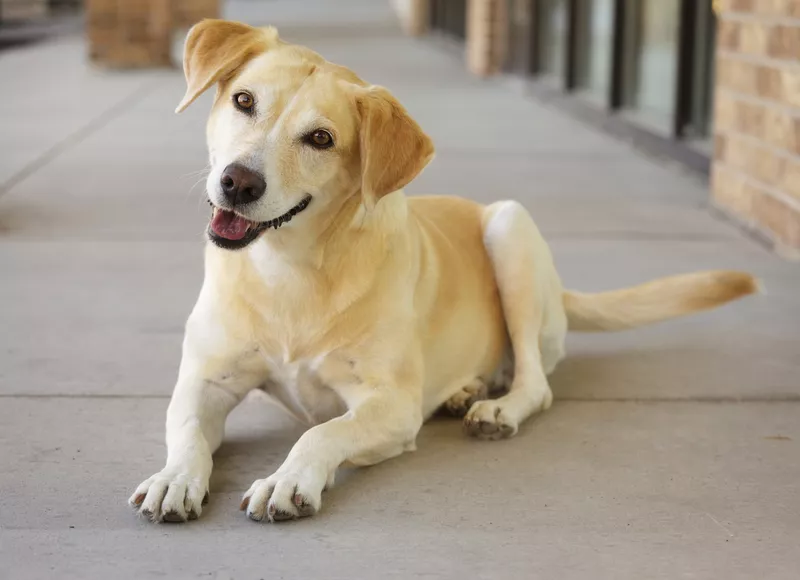 A Wagging Tail Means a Friendly Dog — Debunked