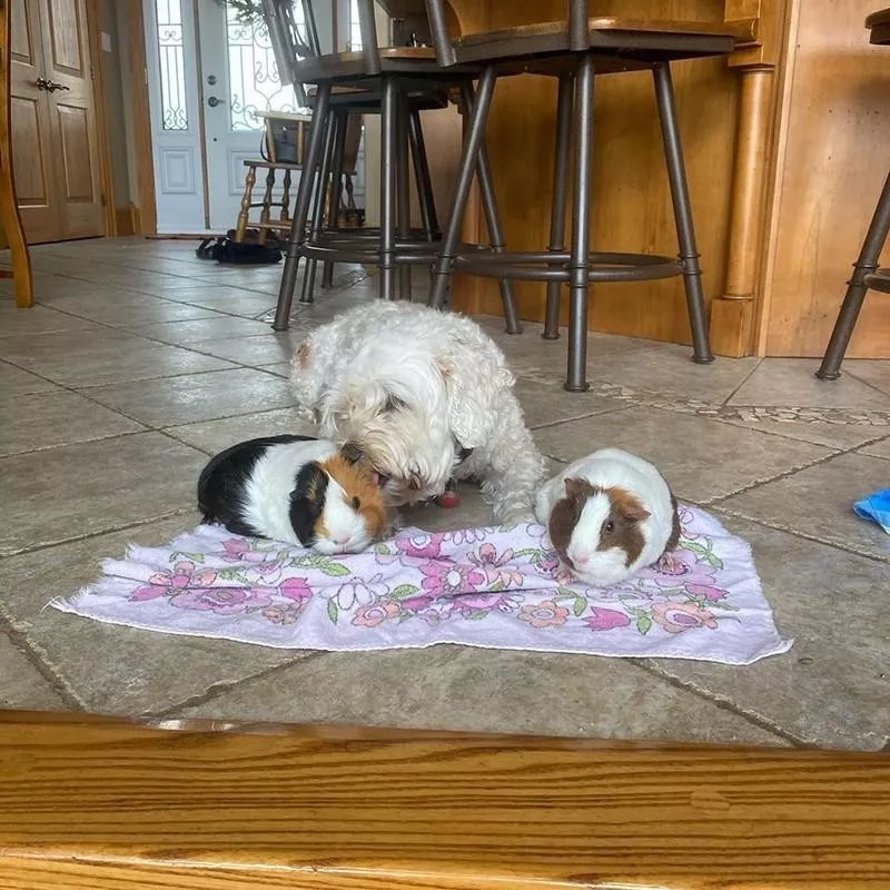 Guinea pigs and dog