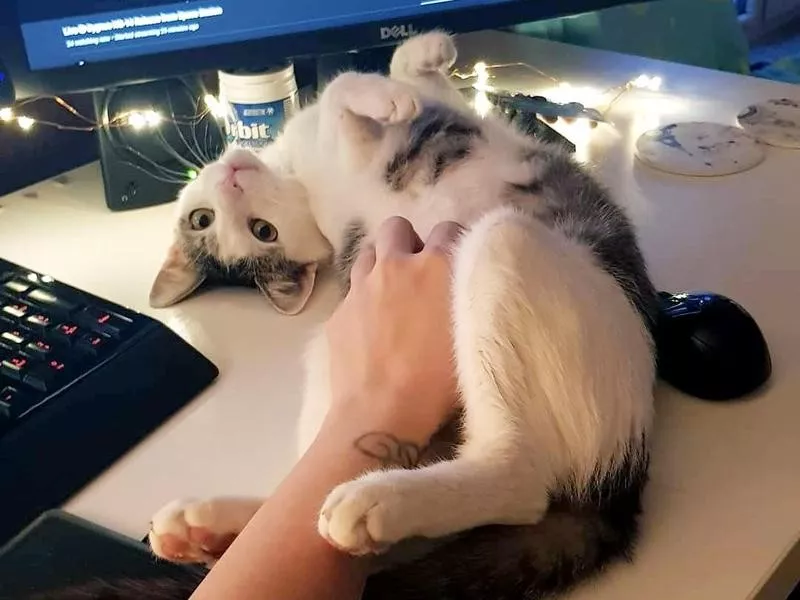 Belly Rub