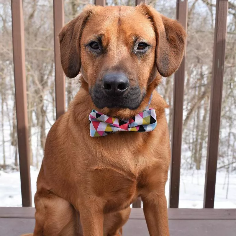 dog with bowtie