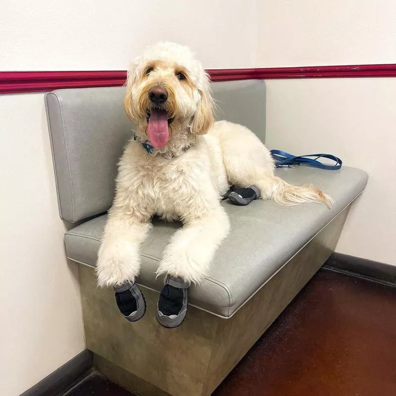 Big white dog at veterinary's office