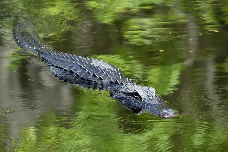 Alligator