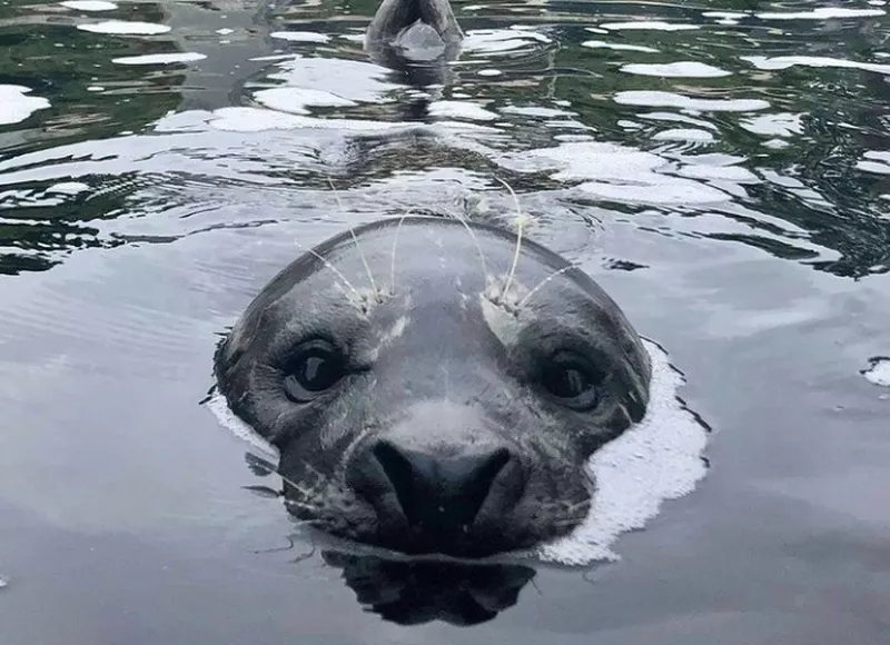 Gambit the Harbor Seal